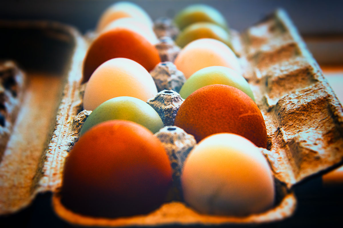 bigsnit's tweet photo. So local. Just had to cross the road. #canada #bc #farmeggs #britishcolumbia #saltspringisland #gulfislands #islandlife #farmstand #southerngulfislands #chickens #eggs #crosstheroad https://t.co/pDQX1Pa5lC