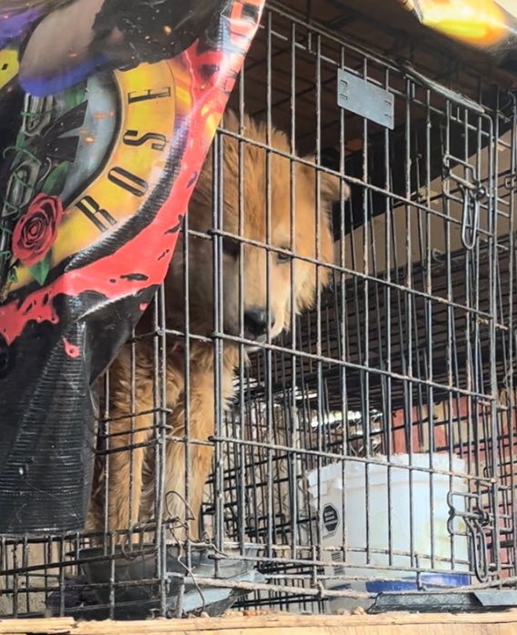 POR FAVOR APOYEN A DIFUNDIR🚨🙏😭

En Chihuahua, Chihuahua, hay un lugar llamado Ayudar X Ayudar que dice ser refugio en donde los perros son hacinados y maltratados. Actualmente tiene un aproximado de 325 perritos.

Permanecen sus cortas vidas en pequeñas jaulas o
