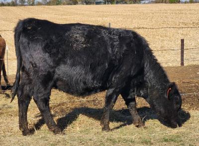 GrandmasDexters's tweet image. Thistle Lucy 
#DexterCattle #Dexters #IrishDexters