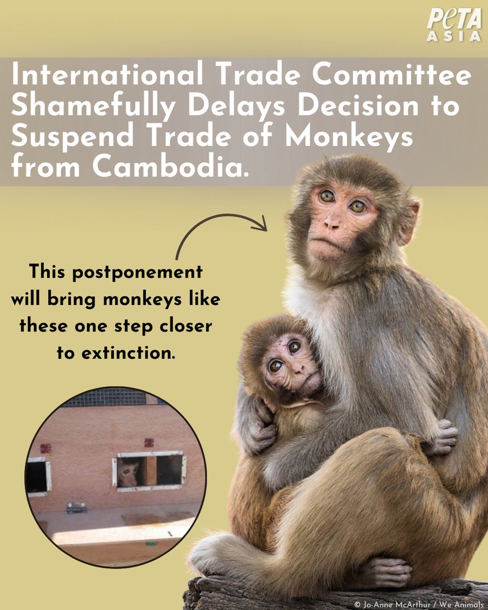 PETAAsia's tweet photo. Macaques in Cambodia are a step closer to extinction🚨

The CITES Standing Committee has delayed a key decision on halting the corrupt trade of monkeys in Cambodia. This international body is ignoring evidence of illegal activity and safeguarding profiteering corporations rather than the animals they are charged with protecting 🐒💔