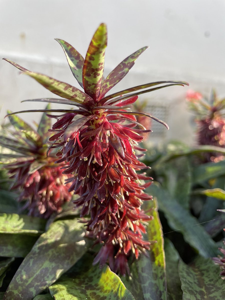 Bundogs's tweet photo. Eucomis vandermerwei - I grow this more out of curiosity than anything else π€
Epic foliage and small flowers that produce a nice display in pots π€ #warrnamboolbotanicgardens #growninpots #summerviews https://t.co/QI1CAClw75