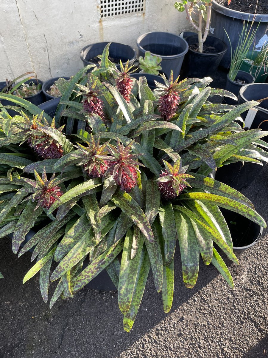 Bundogs's tweet photo. Eucomis vandermerwei - I grow this more out of curiosity than anything else π€
Epic foliage and small flowers that produce a nice display in pots π€ #warrnamboolbotanicgardens #growninpots #summerviews https://t.co/QI1CAClw75