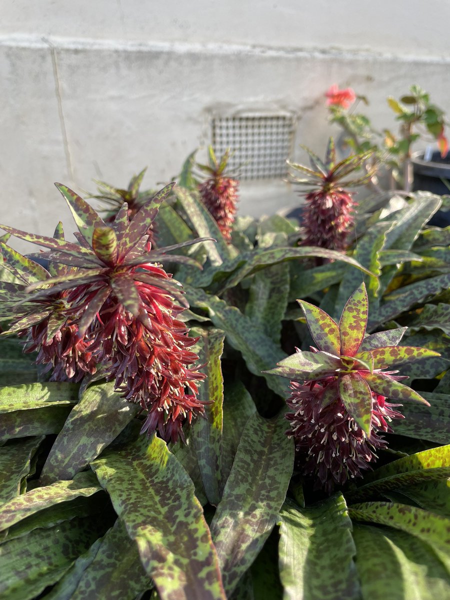 Bundogs's tweet photo. Eucomis vandermerwei - I grow this more out of curiosity than anything else π€
Epic foliage and small flowers that produce a nice display in pots π€ #warrnamboolbotanicgardens #growninpots #summerviews https://t.co/QI1CAClw75