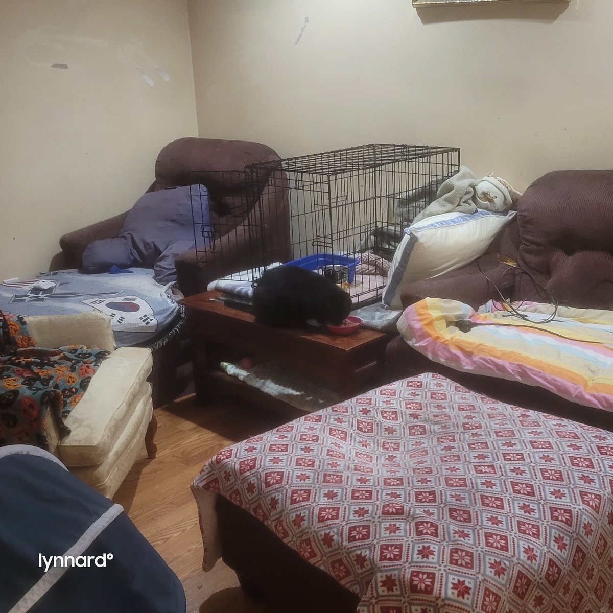 lynnslagle42's tweet photo. Look who decided to eat his breakfast kinda with the others 🥹🥹💗💗💗 #breakthrough #fatdaddy #ferallivesmatter #wegettingthere #iwuvhims #the6thcat #onedayatatime https://t.co/6Fzy8q1a8Z