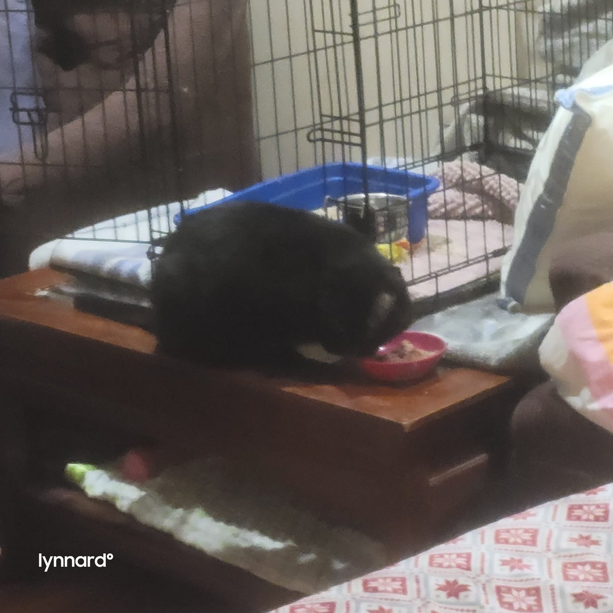 lynnslagle42's tweet photo. Look who decided to eat his breakfast kinda with the others 🥹🥹💗💗💗 #breakthrough #fatdaddy #ferallivesmatter #wegettingthere #iwuvhims #the6thcat #onedayatatime https://t.co/6Fzy8q1a8Z