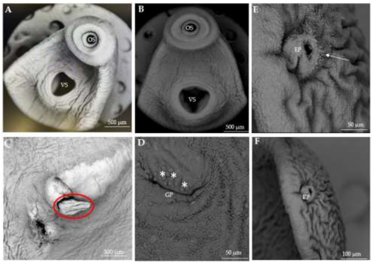 Maarten Vanhove (@mpm_vanhove) on Twitter photo Beautiful SEM pictures from new research of our team on trematode parasites!
PhD student <a href="/m_shigoley/">Miriam Shigoley</a> studied, in impressive detail, the morphology of clinostomid flatworms infecting Nile tilapia in Kenya, w/ Kenya Fisheries Service & <a href="/museumsofkenya/">National Museums of Kenya</a>
preprints.org/manuscript/202… Beautiful SEM pictures from new research of our team on trematode parasites!
PhD student <a href="/m_shigoley/">Miriam Shigoley</a> studied, in impressive detail, the morphology of clinostomid flatworms infecting Nile tilapia in Kenya, w/ Kenya Fisheries Service & <a href="/museumsofkenya/">National Museums of Kenya</a>
preprints.org/manuscript/202…