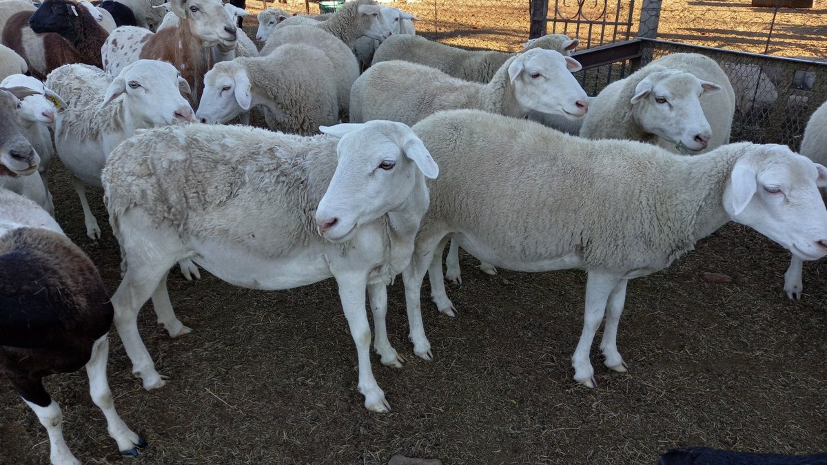 Die sinkronisasie van ooie raak al hoe gewilder onder intensiewe en ekstensiewe veeprodusente. Dit verg ’n goeie begrip van die wetenskap van die teelsiklus. Lees meer daaroor in 𝑉𝑒𝑒𝑝𝑙𝑎𝑎𝑠 Februarie, nou by jou naaste handelstak, bit.ly/43zKZdu of  ...