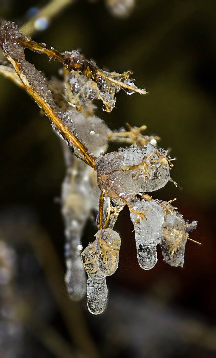 matteod77147188's tweet image. Nature&apos;s Frozen Art
#NaturePhotography #FrozenArt #MacroPhotography #WinterMagic #IceCrystals #FrozenNature #WinterMood #ArtOfNature #NatureInFocus #SilentNature