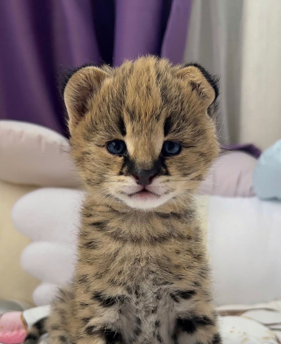 Добрых утров.