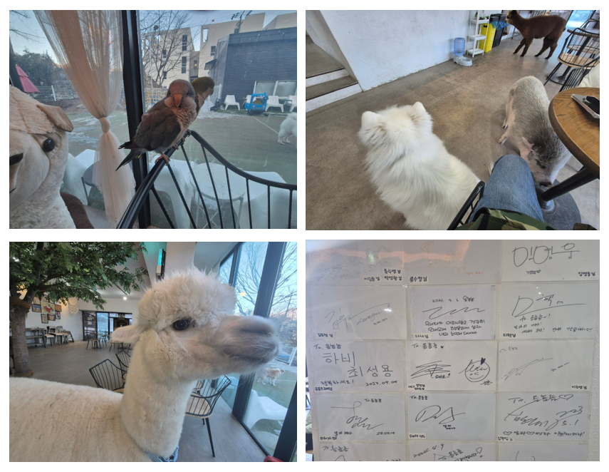 Koreanteacher1's tweet photo. A café where you can spend time with various unique pets is accepting $Pi as payment, and many positive reviews are being posted after Pi transactions.
This café has an adorable name, "OmNomNom," and many celebrities have also visited.
#Pi #PiNetwork #PiCafe #옴뇸뇸 #Pistore #파이 #파이코인 #파이스토어