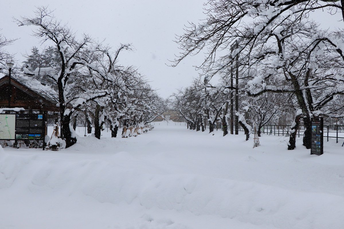 bunka_joetsu's tweet photo. 高田は積雪70cmを超えています！そんな中、桜守さんが桜の枝にのった雪を1本1本丁寧に落としてくれていました。3月28日から始まる観桜会できれいな花を咲かせてほしいです。観桜会アニメ制作、クラファンにて募集中！ ■タカミ：宮原颯希（上越市出身） ナオ：夏目妃菜 https://t.co/vIzboFDHot https://t.co/k2BtEQOcuF