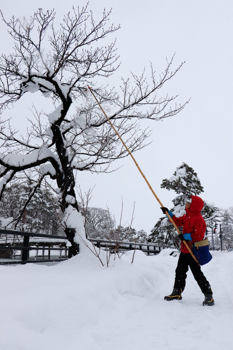 bunka_joetsu's tweet photo. 高田は積雪70cmを超えています！そんな中、桜守さんが桜の枝にのった雪を1本1本丁寧に落としてくれていました。3月28日から始まる観桜会できれいな花を咲かせてほしいです。観桜会アニメ制作、クラファンにて募集中！ ■タカミ：宮原颯希（上越市出身） ナオ：夏目妃菜 https://t.co/vIzboFDHot https://t.co/k2BtEQOcuF