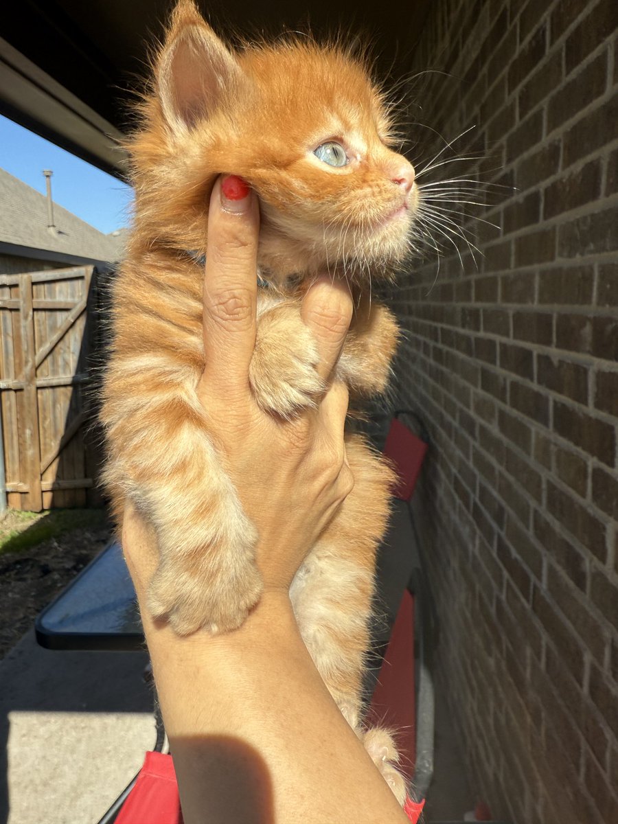 Check out The New Garfield Maine Coon   <a href="/catsnkittys/">Cats and Kittens</a>