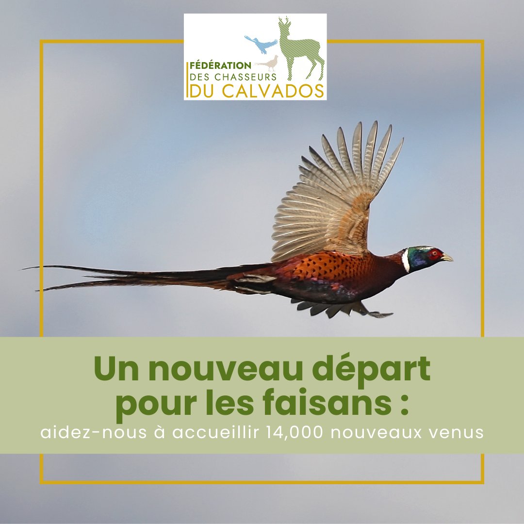 FdcCalvados's tweet photo. 🌿 14 000 faisans réintroduits dans le Calvados ! 

La FDC14 mène un programme de repeuplement pour enrichir nos territoires. Ce projet inclut régulation des prédateurs, volières, et aménagements pour garantir leur survie. 
#FDC14 #Biodiversité https://t.co/arye4obLy5