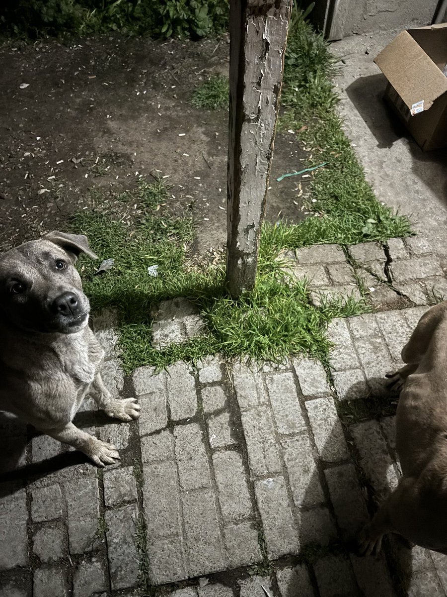 sargent_ally's tweet photo. Came home from school to two doggies looks like a momma and her puppy. No collar and refuses to leave ): https://t.co/axfyI51etS