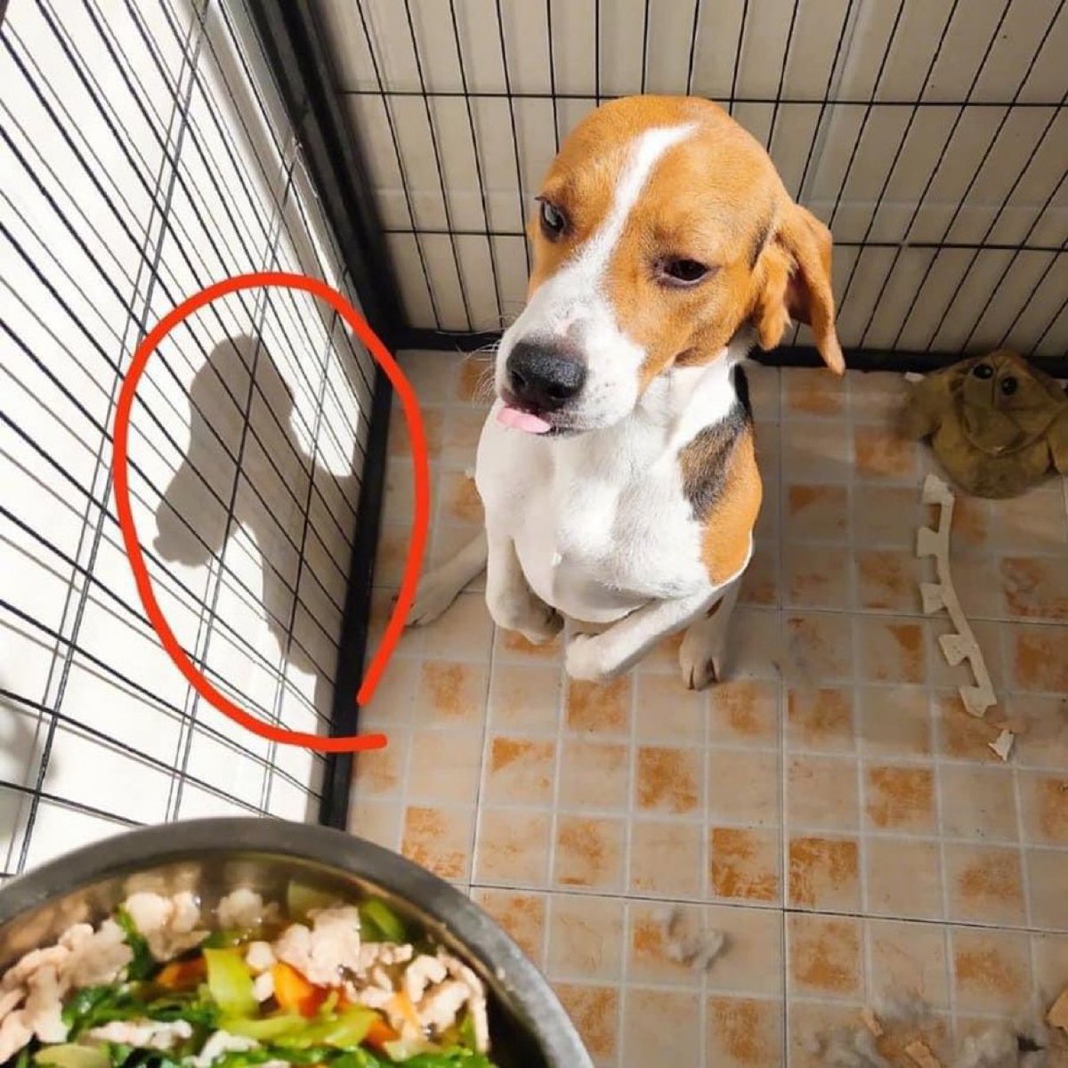スヌーピーが本当にビーグル犬であるという証拠