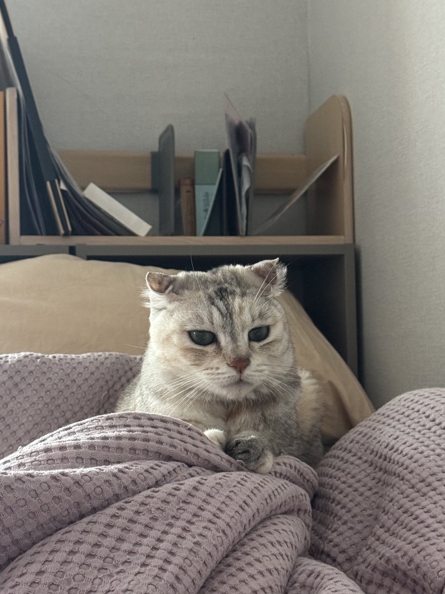 jjogigold's tweet photo. #가족찾는쪼기 #입양 #입양홍보 #입양문의는dm
🐱눈 오니까 다덜 나처럼 이불 속에서 푹 쉬거라 https://t.co/9SgZUQzhkP