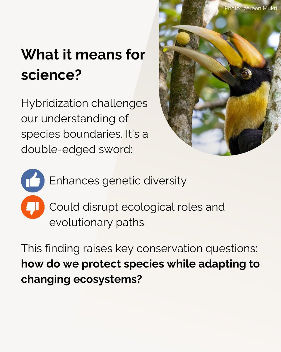 #Hornbills Hybridization: In 2004 and 2008, wild hybridization between a male Rhinoceros Hornbill and a female Great Hornbill was observed in Budo Mountain, southern Thailand. What does this mean for biodiversity?

Share your thoughts  below! 👇✨