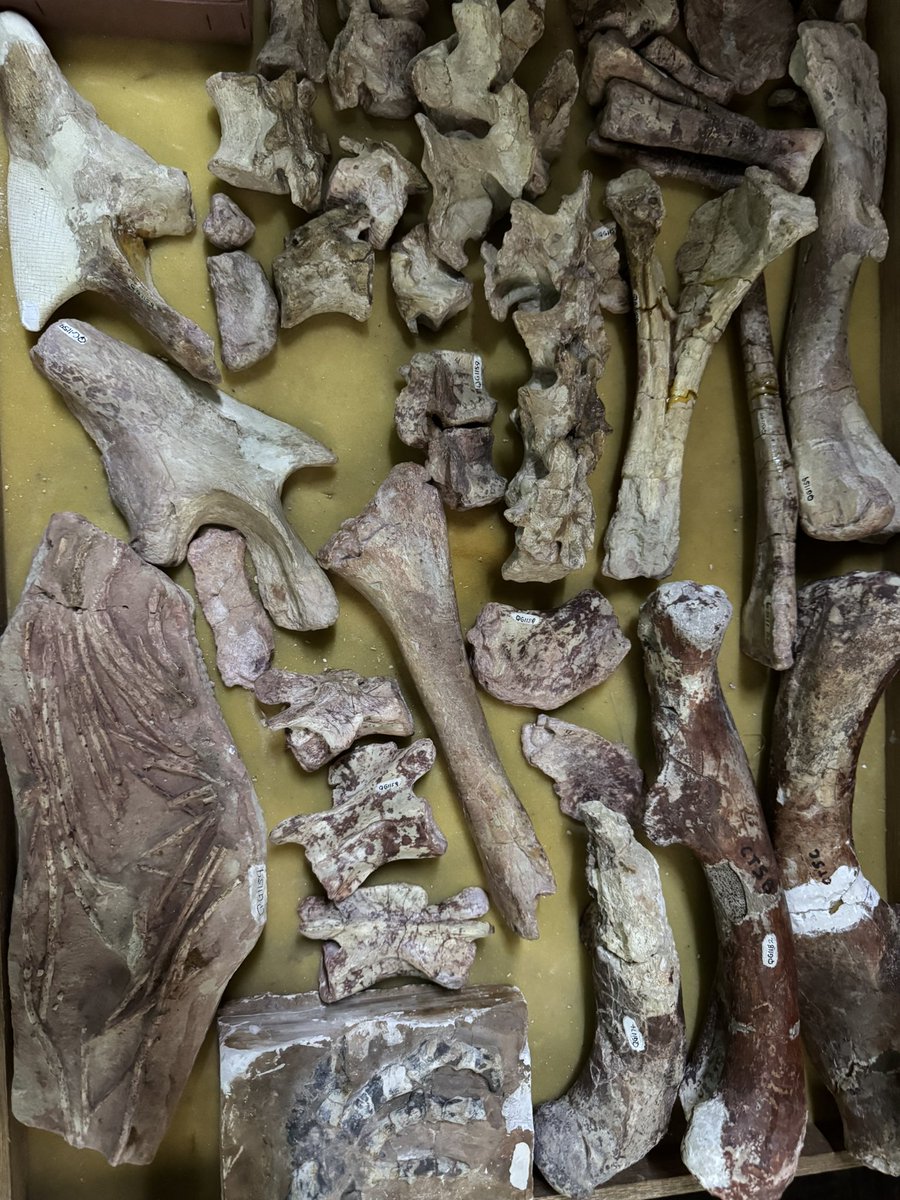 NHMdinolab tweet media