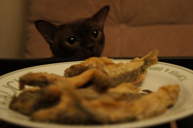 boturitter's tweet image. "Is this for me? 🥺" #catsofinstagram #hungrycat #friedfish