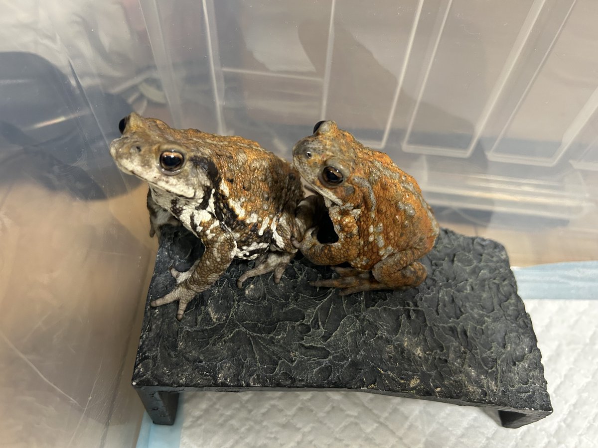 FROG_And_TOAD1's tweet photo. 仲良し‼️ https://t.co/W0BXf541Kb