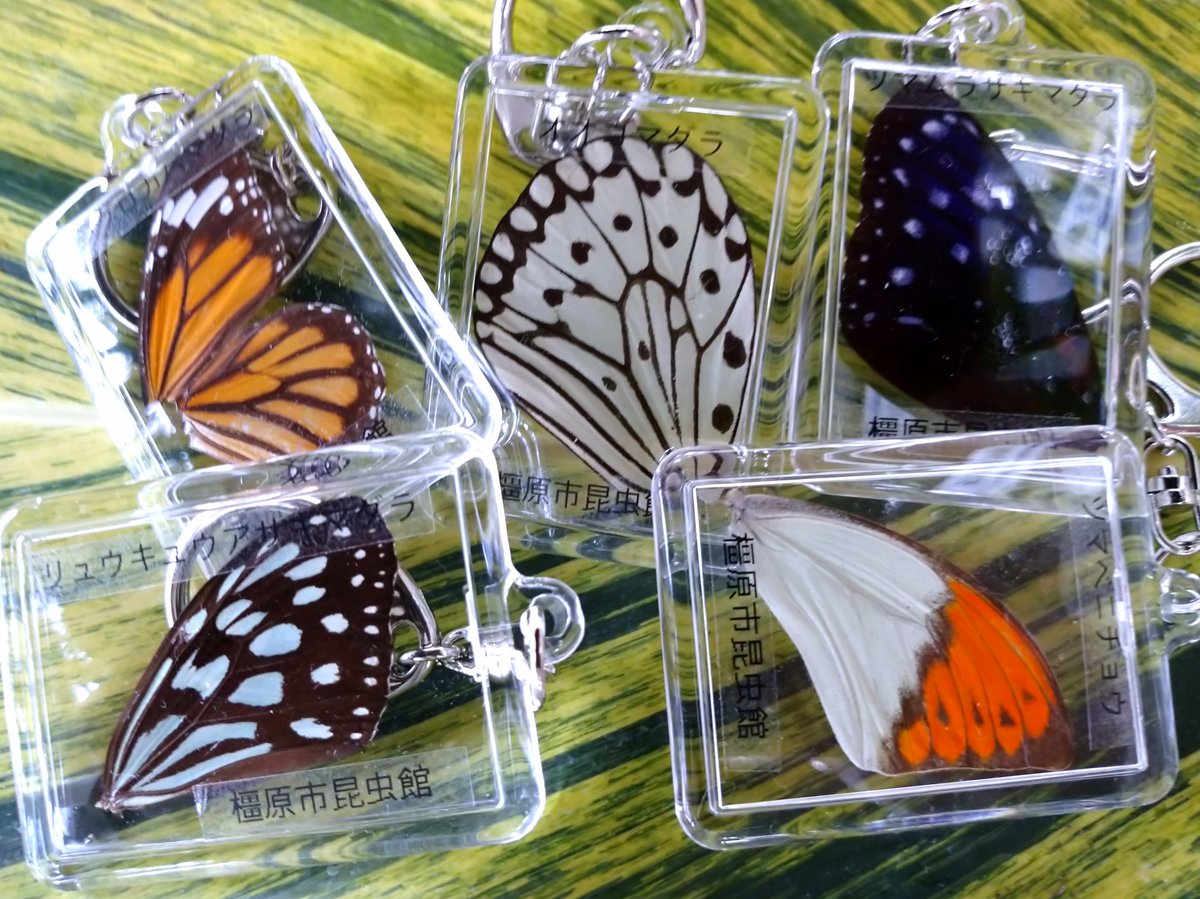 先週に引き続き昨日、札幌手稲山にて２頭目のマーキング放蝶です♨️フワフワとヒヨドリバナに舞い降りるのを10㍍離れたところから 発見、藪かき分け近づくけど一旦見失い、一緒にいた人が叫ぶ方を見ると花に止まりネットイン☀️ヒトの体温で弱るから虫体を触らず翅を持ち ..., image size:1200x899