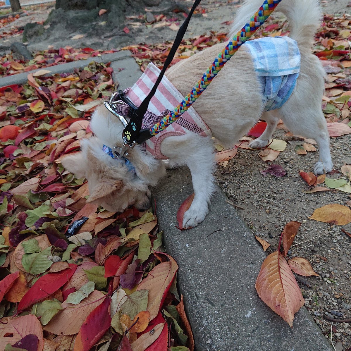 Hogooooo69's tweet photo. 🐶ポポンデ
 #チワワ 男の子 2022.12.23生まれ(2才)

去年の紅葉時期に一緒に
散歩に行ったときのお写真です🍁❣️

嫌がらず後ろをついてきてくれたり
歩いてる時もしっかり顔を見てくれたり
とコミュニケーションを取ってくれる
賢いポポくん😎✨

長く一緒の時間を過ごせないかもしれないポポくん😭 https://t.co/8HJf2sMmzg