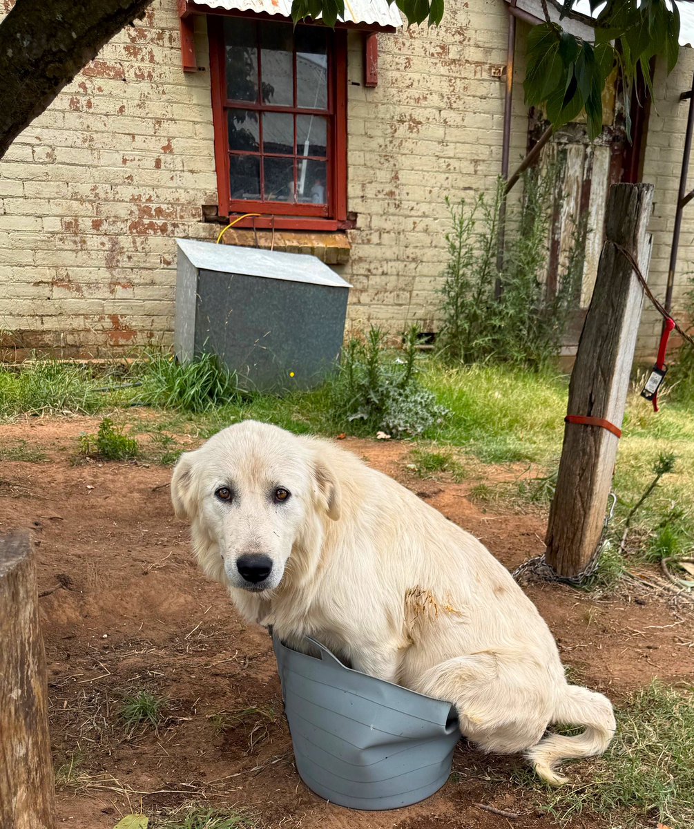 HilltopsEggs's tweet photo. Just jump in the watering bowl! 😂😂😂We’ve had a fair share of sizzling days this February, but our Maremma dogs always invent ways to leap into the water. Majestic is want to jump in too! 😁
#keepingcool #water #hotsummer #pastured #eggs #Maremma #dogs #cooldown #wateringbowl https://t.co/G0RhZn86iX