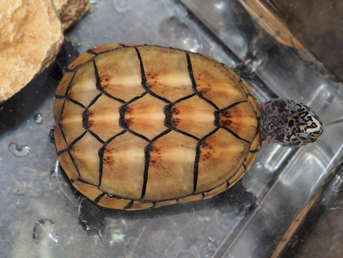 ⭐︎カメ⭐︎ Endlesszone_エンドレスゾーン_ on X