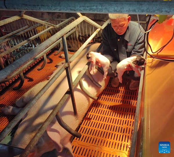 PuebloEnLnea's tweet image. Investigadores chinos logran #clonar un #cerdo autóctono de 4.000 años de antigüedad
spanish.people.com.cn/n3/2025/0206/c…