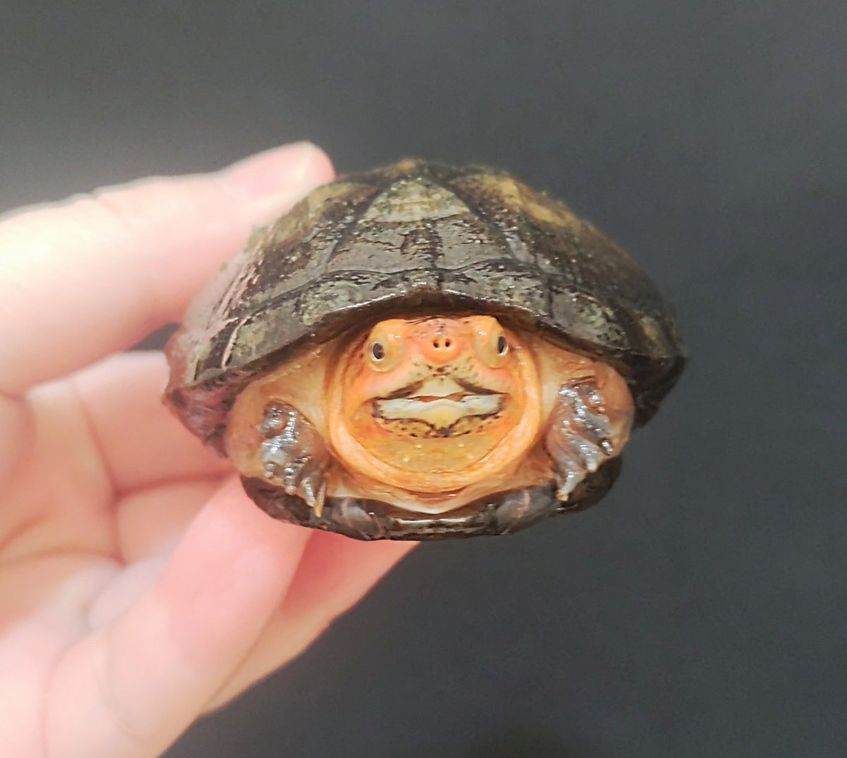 はい　かわいい
ちょっと間抜けな顔が良い