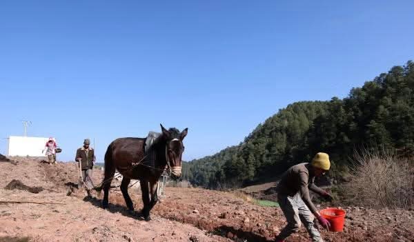 MingalaNews's tweet image. နွေဦးရာသီအစတွင် ကူမင်းသည် နွေဦးထွန်ယက်ခြင်းနှင့် လယ်ယာလုပ်ငန်းဖြင့် အလုပ်များနေပြီဖြစ်ပါတယ်။  လယ်သမားများသည် နွေဦးရာသီကို သိမ်းပိုက်ပြီး နွေဦးထွန်ယက်ရန် တက်ကြွစွာ ပြင်ဆင်‌ နေကြပါတယ်။
#BeginningofSpring 
#Springplowing