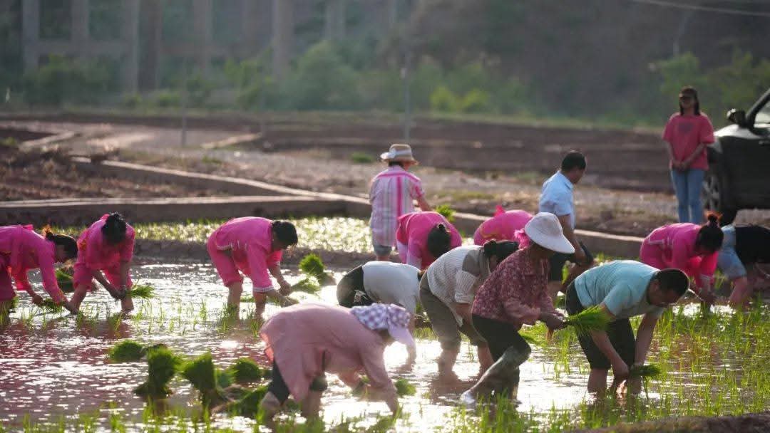 MingalaNews's tweet image. နွေဦးရာသီအစတွင် ကူမင်းသည် နွေဦးထွန်ယက်ခြင်းနှင့် လယ်ယာလုပ်ငန်းဖြင့် အလုပ်များနေပြီဖြစ်ပါတယ်။  လယ်သမားများသည် နွေဦးရာသီကို သိမ်းပိုက်ပြီး နွေဦးထွန်ယက်ရန် တက်ကြွစွာ ပြင်ဆင်‌ နေကြပါတယ်။
#BeginningofSpring 
#Springplowing