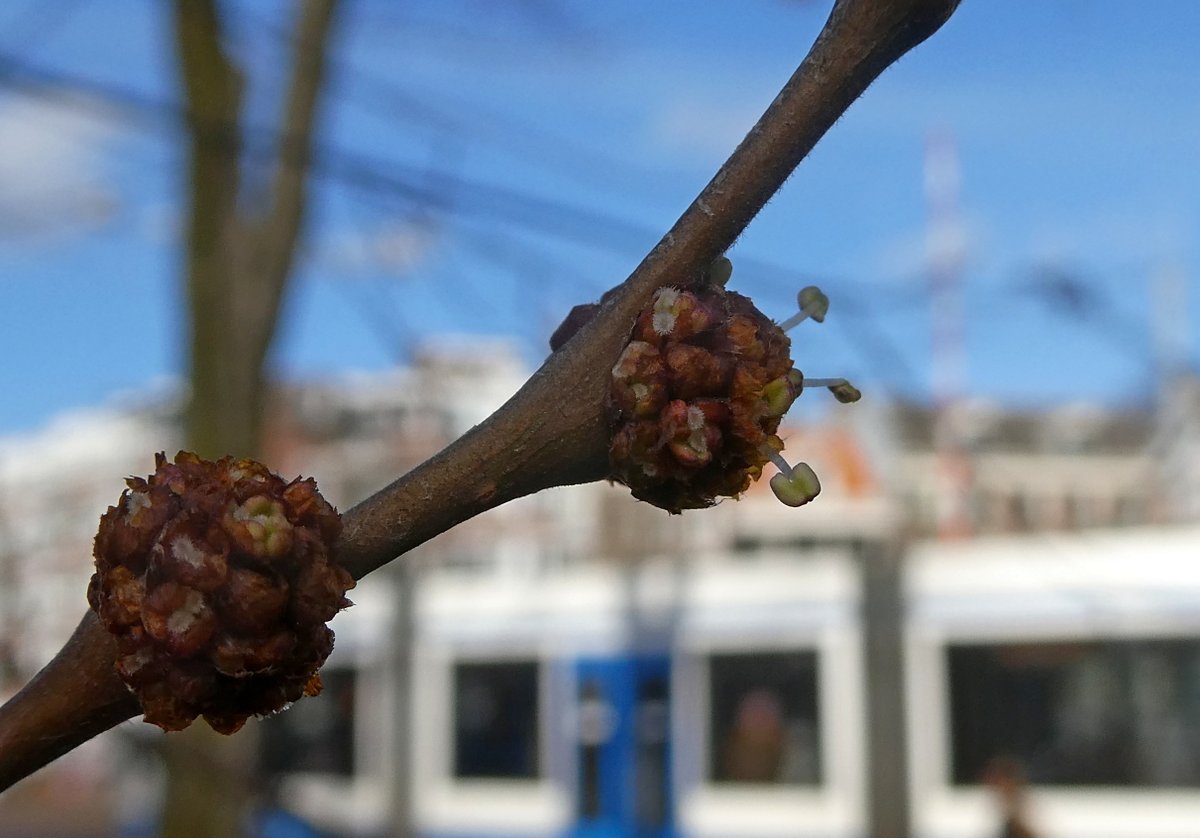 De Kashmir-iep voor de Hortus Amsterdam komt al in bloei.  bsky.app/profile/wvdwul…