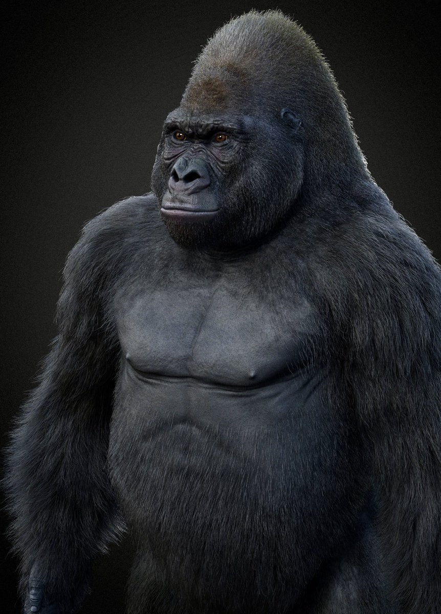 massimorighi's tweet photo. Updated Gorilla. Added one more subdivision to the base mesh and reworked textures and grooming
Maya/Mudbox/Arnold/Xgen https://t.co/obRc2FdKHr