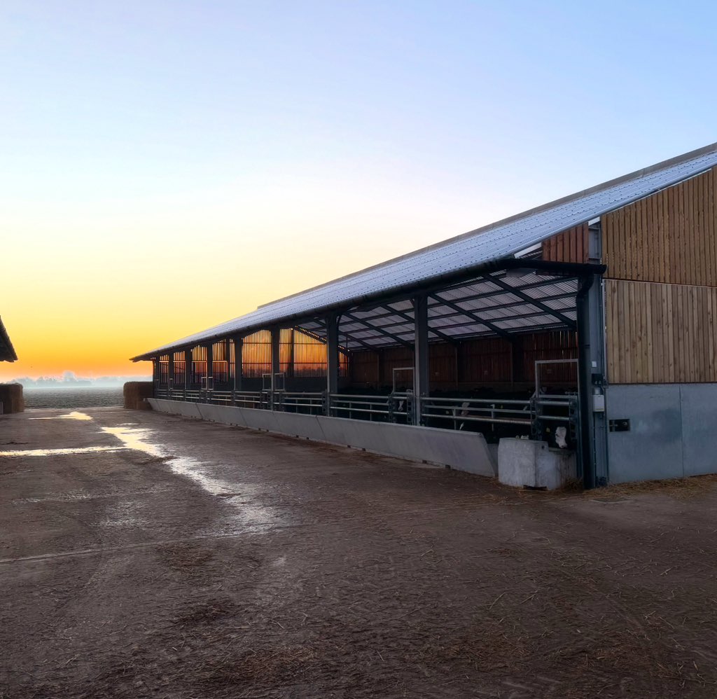 Fresh one this morning on the Marsh ❄️🐄🐑