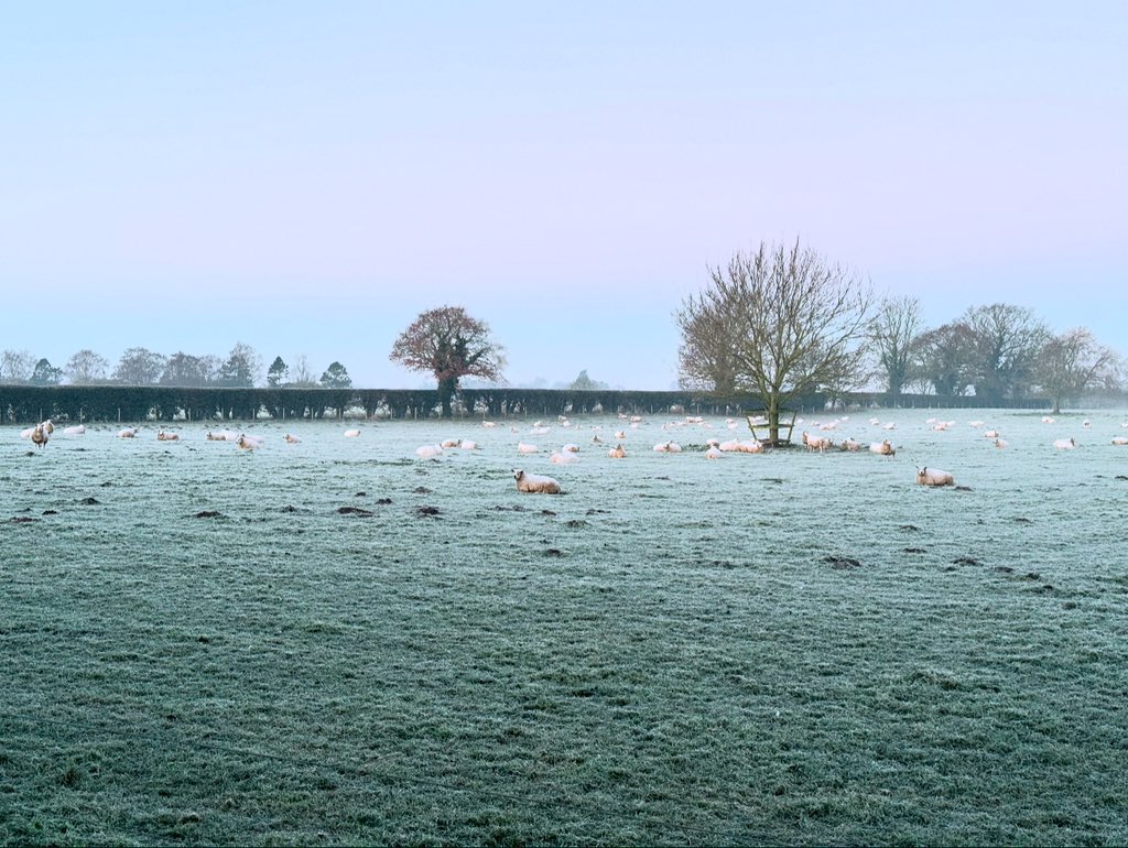 Allwood17's tweet photo. Fresh one this morning on the Marsh ❄️🐄🐑 https://t.co/TO5CCTqRk9