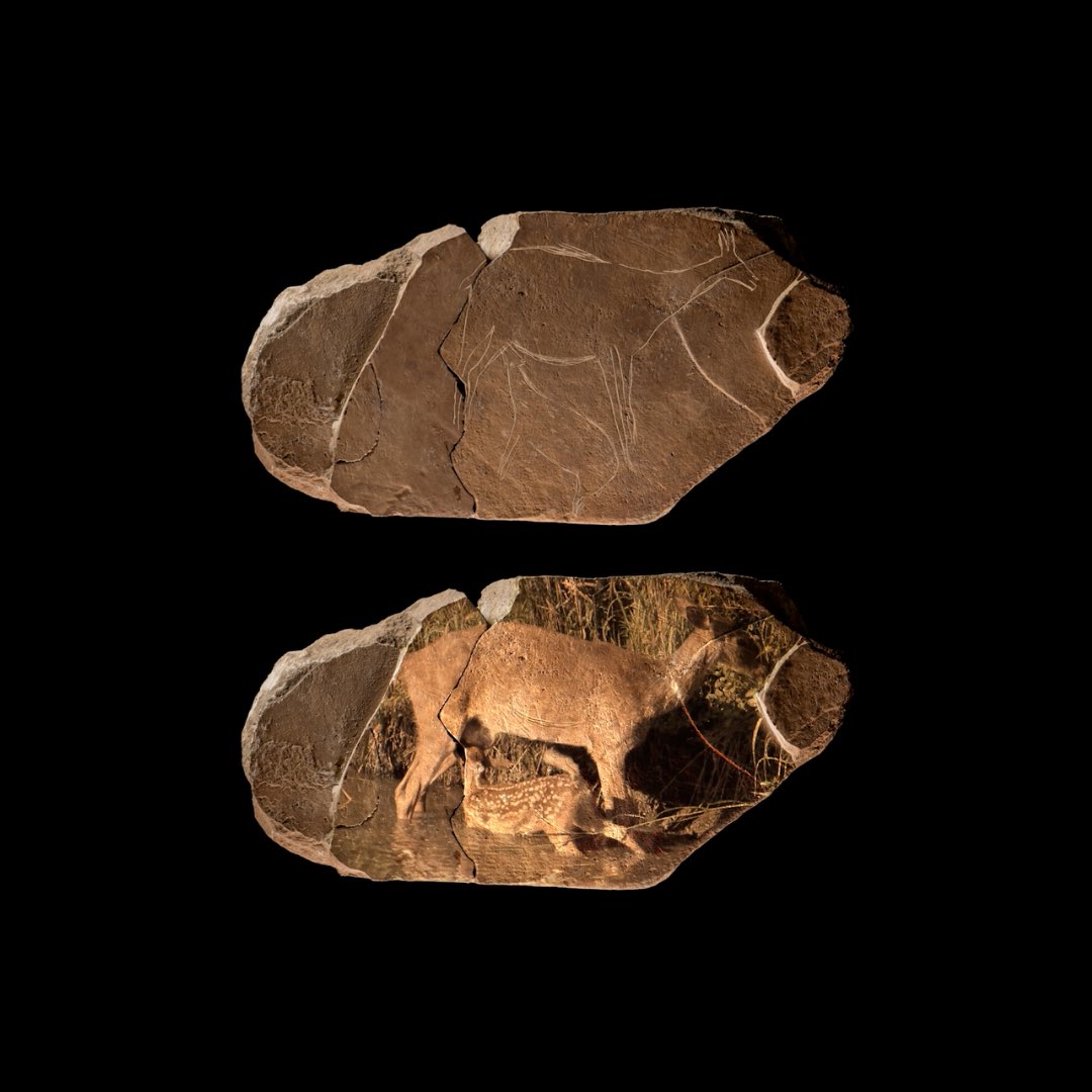 muprevalencia's tweet photo. 🎨 🦌 Qui s'apunta a descobrir un dels jaciments de referència mundial per a l'estudi de l'#ArtPrehistòric?

Tots els diumenges, a les 10h, podeu disfrutar de #VisitesGuiades a la #CovaDelParpalló de la mà del @MAGaMuseu i @visitgandia ✨

Reserves 🔗 https://t.co/4CUS0CHlCJ https://t.co/NpbUhItc61