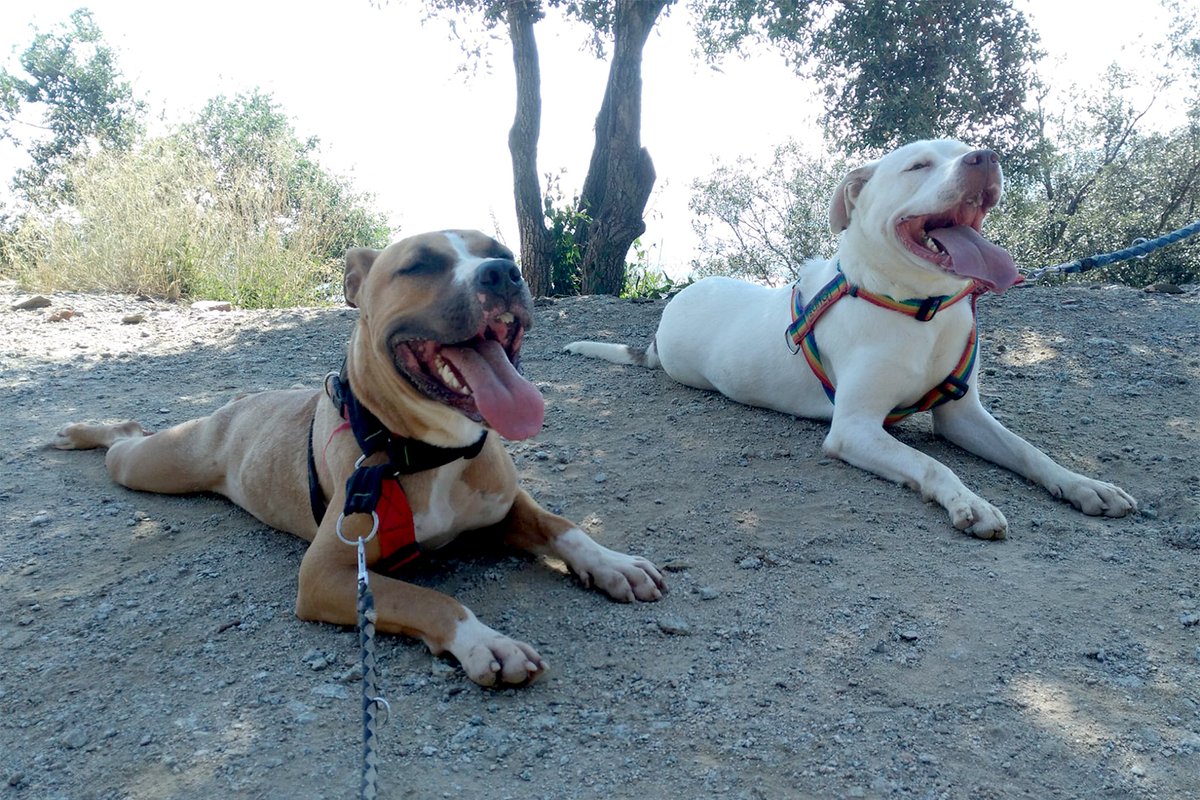 #TREBALL | Treballadores de la gossera de Barcelona denuncien males condicions dels animals i persecució sindical directa.cat/treballadores-… Constituïdes en secció sindical de la CGT, porten a judici a l’empresa gestora i l’Ajuntament. La vista serà el 19 de febrer. Per <a href="/EliaGran1/">Elia Gran</a>