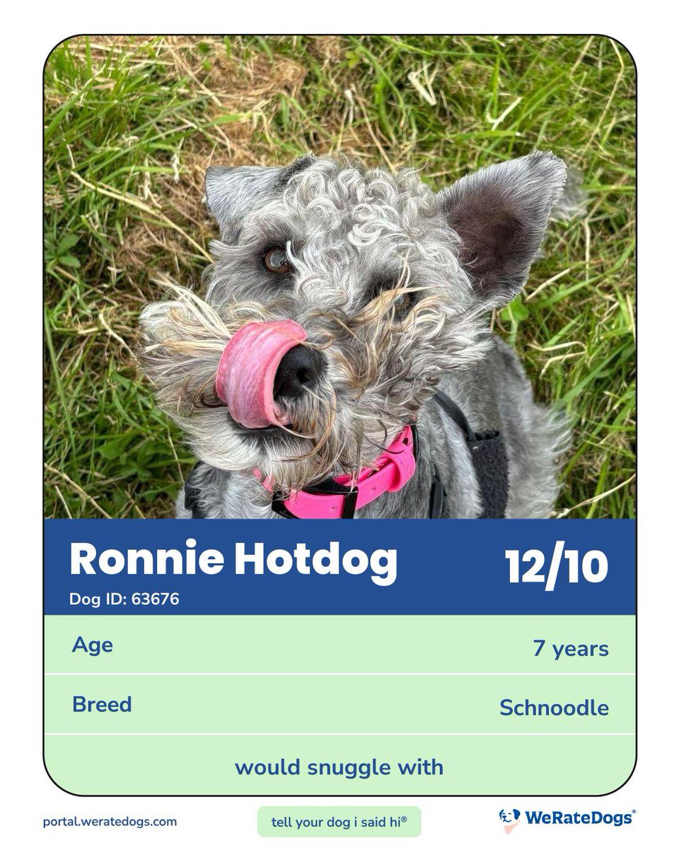 RonnieHotdogSchnoodle supporting Schnauzerfest tweet media