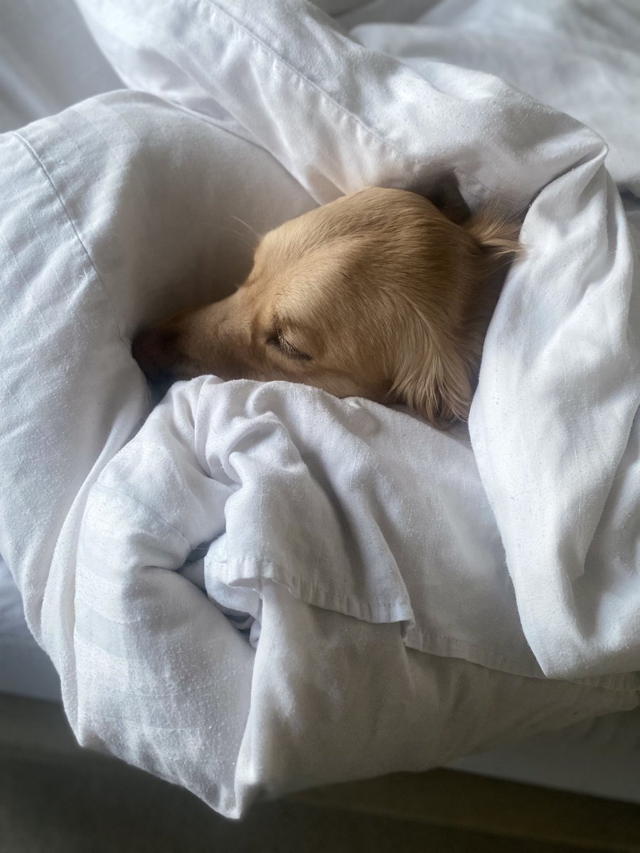 VictoriaSelman's tweet image. Are you comfortable, Charlie? 🐾