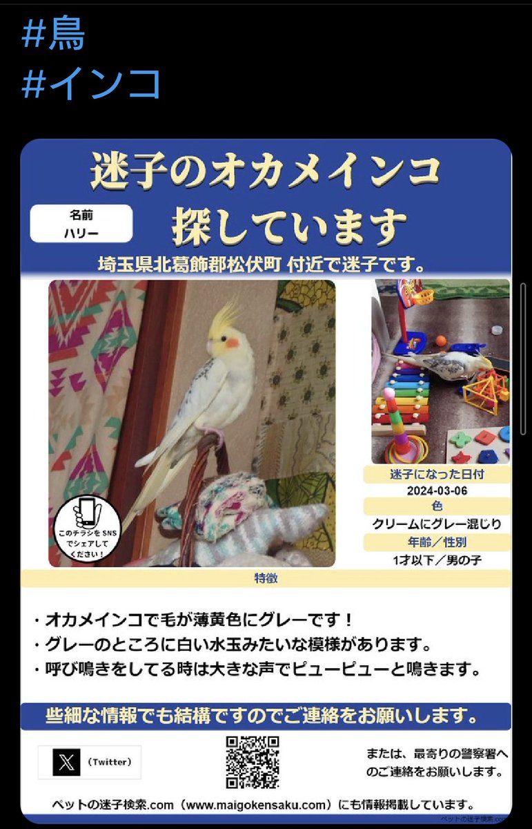 cogomi6939's tweet photo. 今日でハリーが居なくなってから11ヶ月😔
今だに目撃情報、保護情報がありません。
ハリーに会いたい😭
#目撃情報　#保護情報　#拡散希望　宜しくお願い致します。 https://t.co/d88dLGSdOj