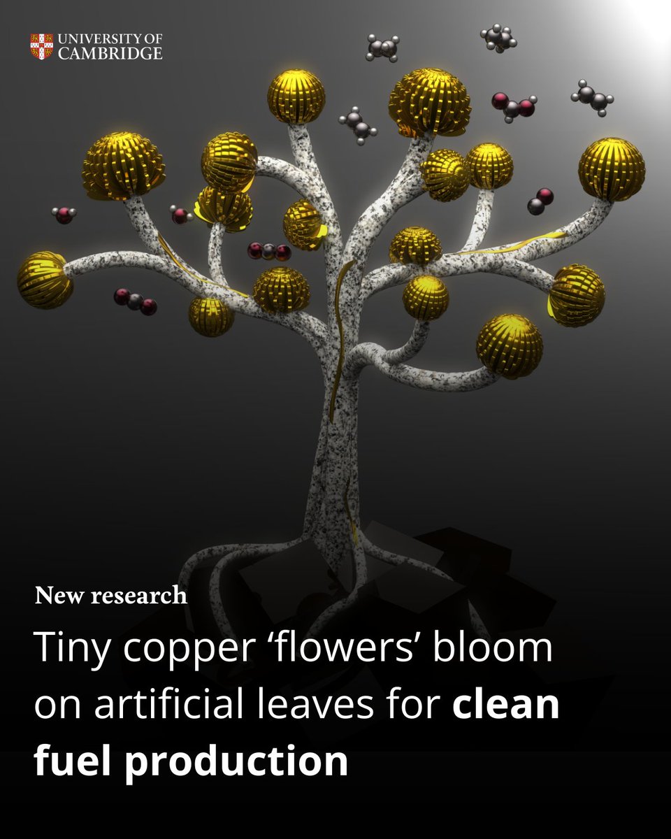 Cambridge University (@cambridge_uni) on Twitter photo Tiny copper ‘flowers’ on an artificial leaf could help to create clean fuels and chemicals using just sunlight ☀️
Read more about this study by researchers at <a href="/ChemCambridge/">Cambridge Chemistry</a> and @UOfCalifornia 👇
cam.ac.uk/research/news/… Tiny copper ‘flowers’ on an artificial leaf could help to create clean fuels and chemicals using just sunlight ☀️
Read more about this study by researchers at <a href="/ChemCambridge/">Cambridge Chemistry</a> and @UOfCalifornia 👇
cam.ac.uk/research/news/…