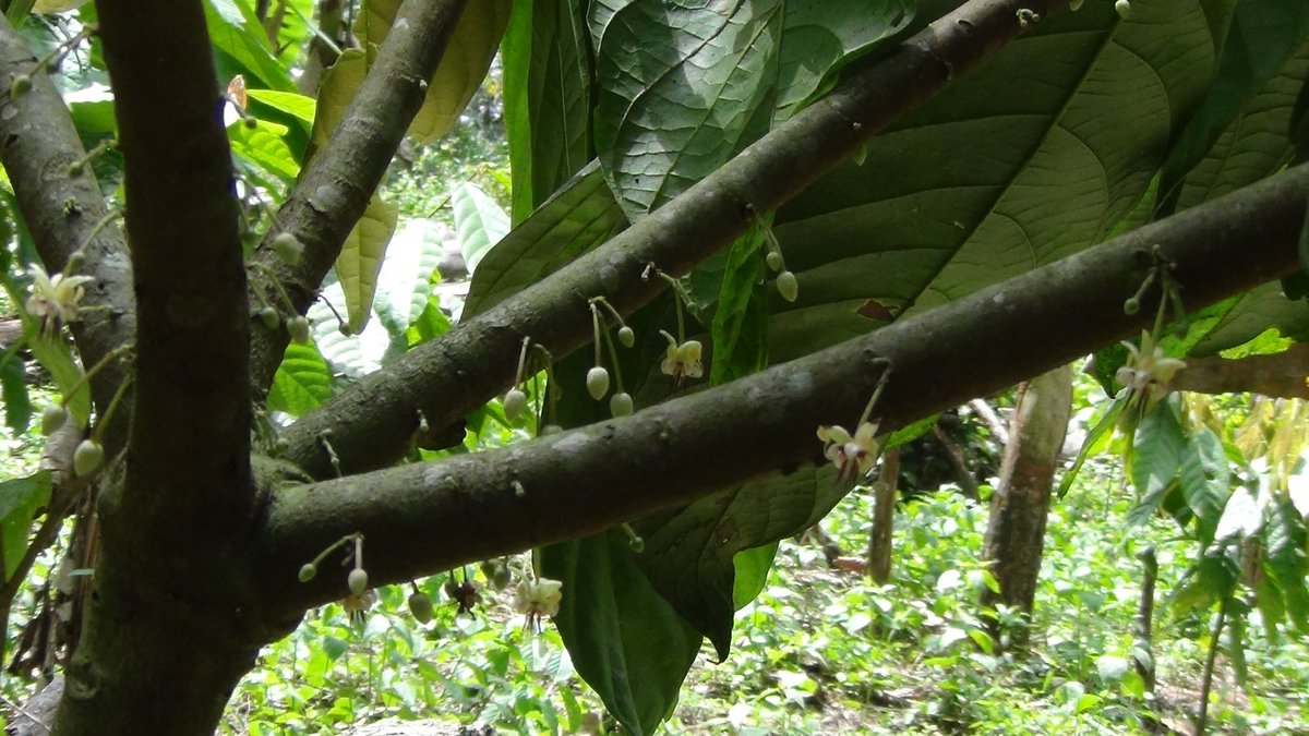 Manfred Aime Epanda tweet media