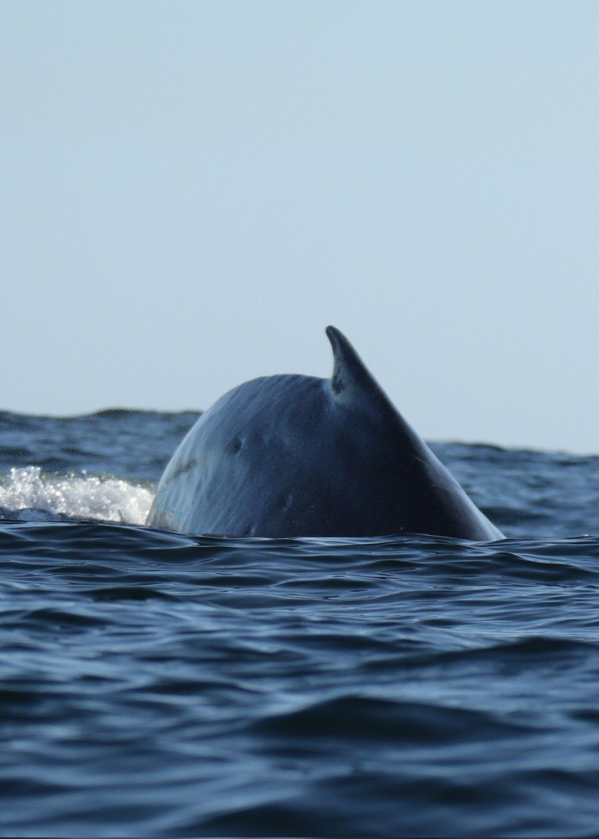 February is #HumpbackWhaleAwareness Month! Let's talk, humpback whales. Why are they  called humpbacks? The whale was named for the distinctive hump on its back. 
Well, it's not exactly just the hump shape, but also the shape they create with  their bodies just before they dive.