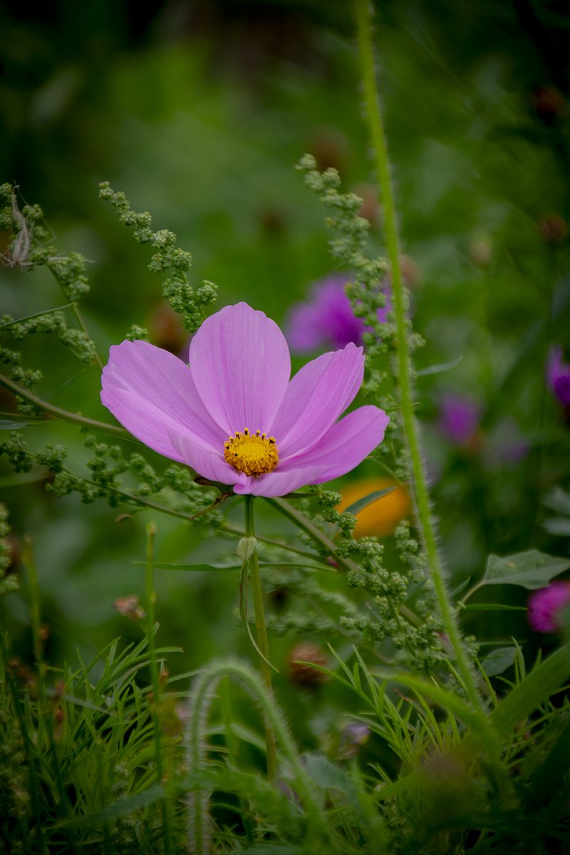 GM! 

Stretching his hand up to reach the stars, too often man forgets the flowers at his feet.” 
—Jeremy Bentham

Have a beautiful day 💜