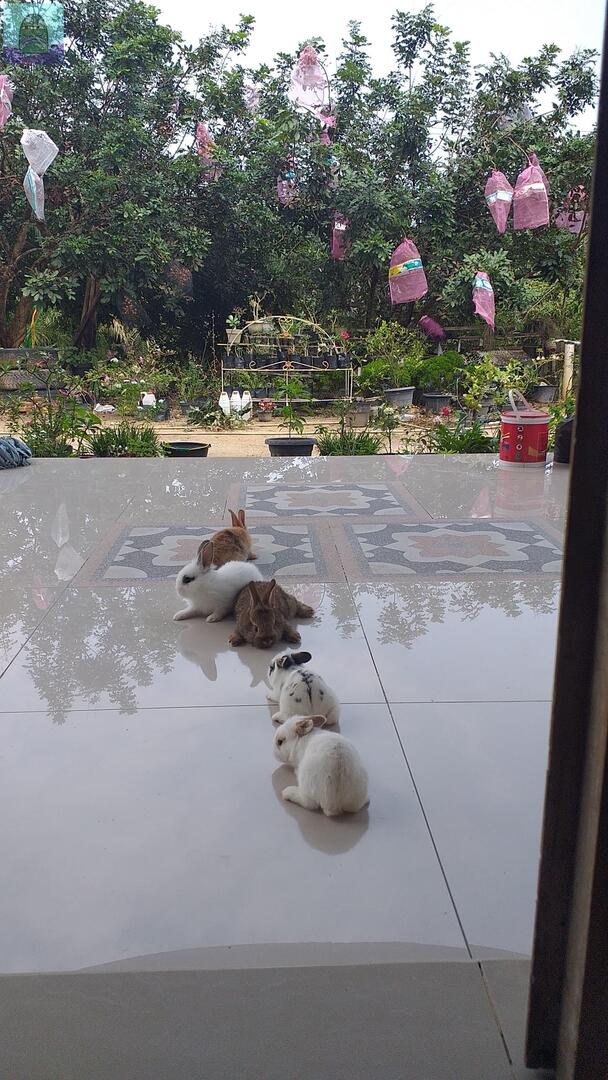 💚 kaget banget buka pintu ada makhluk moengiel ini, ada yg tau ga ini makhluk apa gais? 🤣🤣😝