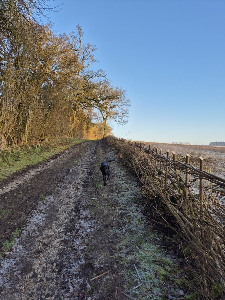 CThomas663's tweet photo. An early morning walkies seen moments ago.
#OldRoads #Hedgerow https://t.co/4pJYk3epZn