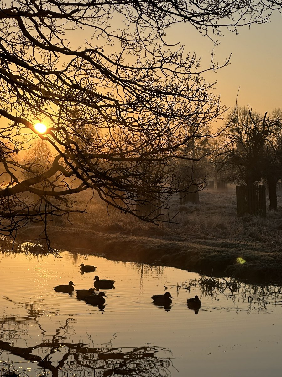 Another lovely sunrise in <a href="/theroyalparks/">The Royal Parks</a> Bushy Park. Enjoy!