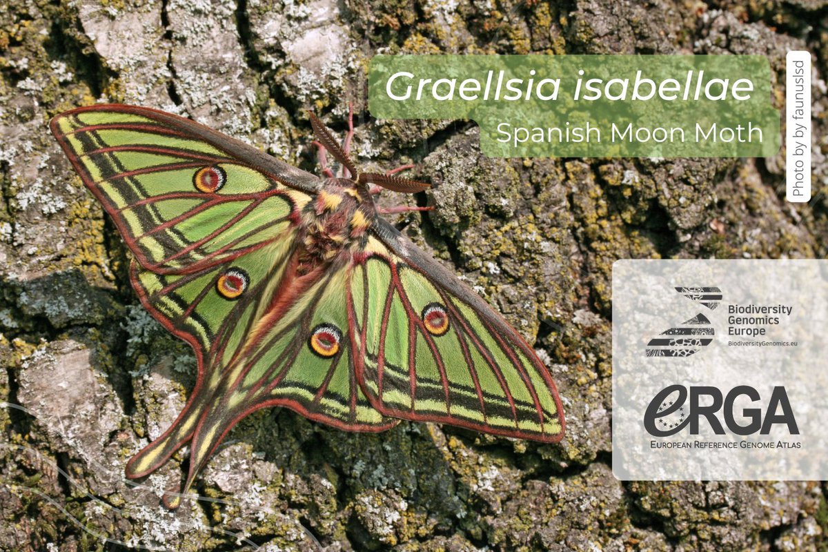 Biodiversity Genomics Europe (BGE) (@biogeneurope) on Twitter photo There’s another brand-new #referencegenome! 🧬
This time, it’s the genome of the Spanish Moon Moth (Graellsia isabellae), a #butterfly native to the Eastern Iberian Peninsula and the French Alps. 🦋
Go to the genome report: biorxiv.org/content/10.110…
<a href="/REA_research/">European Research Executive Agency</a> <a href="/erga_biodiv/">European Reference Genome Atlas</a> There’s another brand-new #referencegenome! 🧬
This time, it’s the genome of the Spanish Moon Moth (Graellsia isabellae), a #butterfly native to the Eastern Iberian Peninsula and the French Alps. 🦋
Go to the genome report: biorxiv.org/content/10.110…
<a href="/REA_research/">European Research Executive Agency</a> <a href="/erga_biodiv/">European Reference Genome Atlas</a>